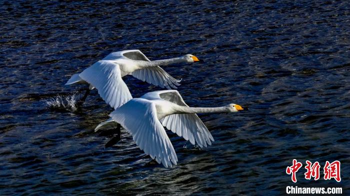 圖為兩只大天鵝?！?yán)桉 攝