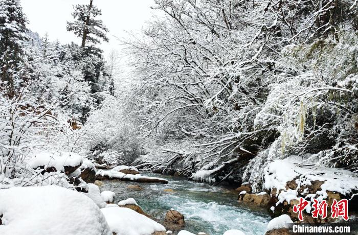 大熊貓國家公園王朗片區(qū)春雪如畫，宛若仙境。　羅春平 攝