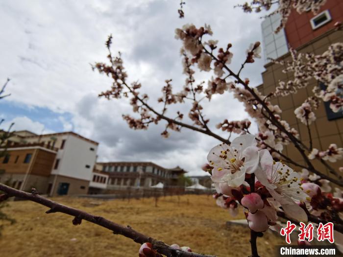 青海：初春遇降雪，百里不同“風(fēng)”