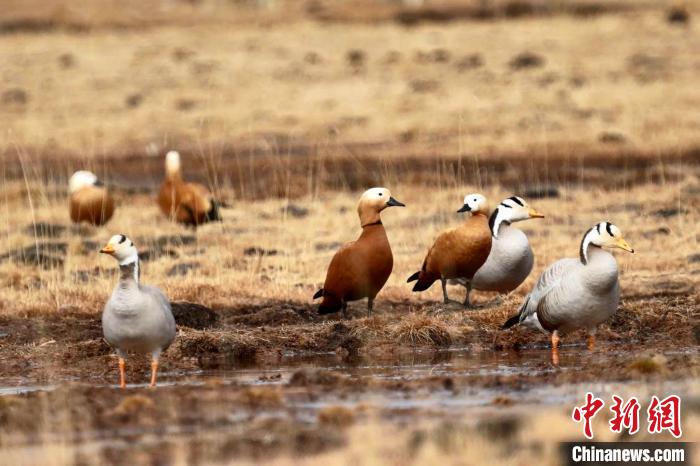 圖為斑頭雁和赤麻鴨?！“?攝