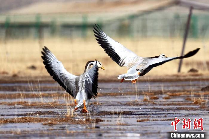 圖為斑頭雁嬉戲飛翔?！“?攝