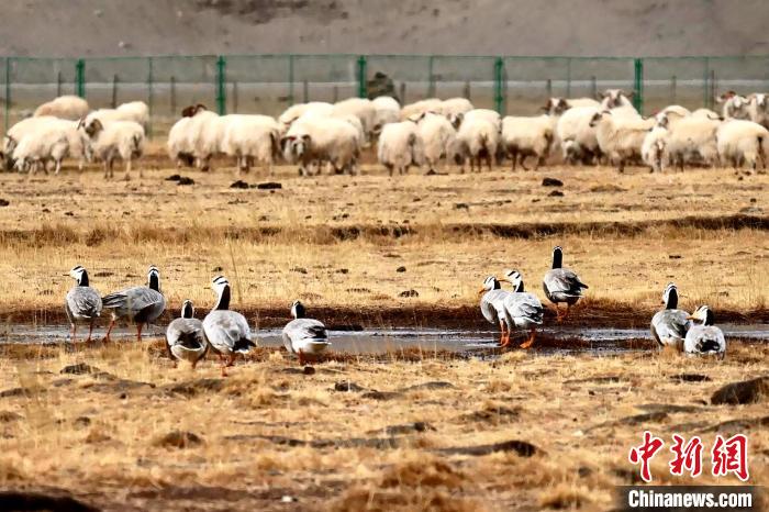 圖為羊群邊的成群斑頭雁?！“?攝