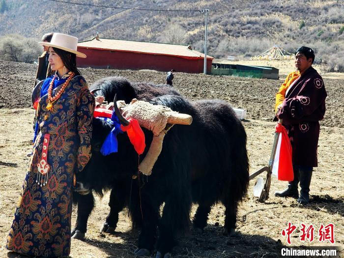 圖為藏族民眾牽著耕牛參加春耕儀式?！⊥觖惿?供圖
