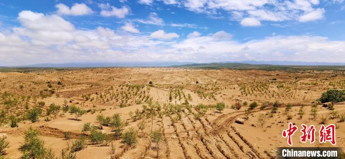 資料圖為貴南縣黃沙頭的防沙治沙草方格?！∑钤鲚?攝