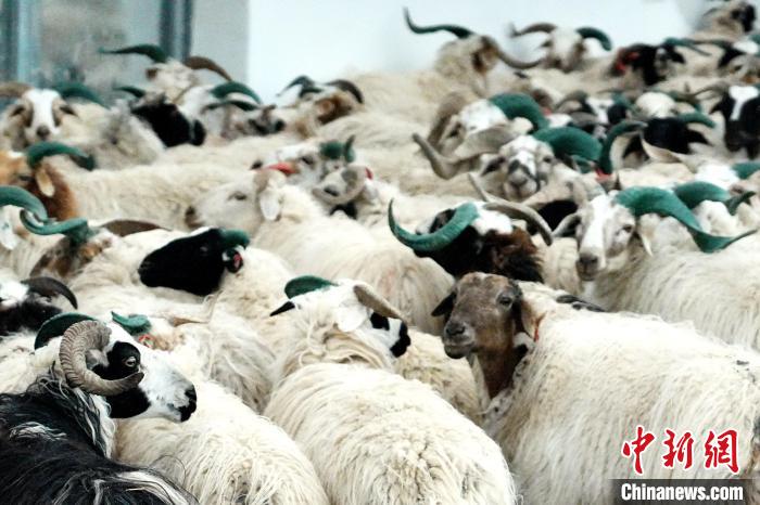 圖為被評(píng)為國(guó)家農(nóng)產(chǎn)品地理標(biāo)志保護(hù)產(chǎn)品的剛察藏羊進(jìn)場(chǎng)入圈?！〔讨绢?攝