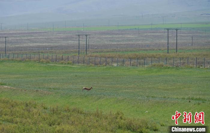 圖為一只普氏原羚在草場上奔跑?！●R銘言 攝