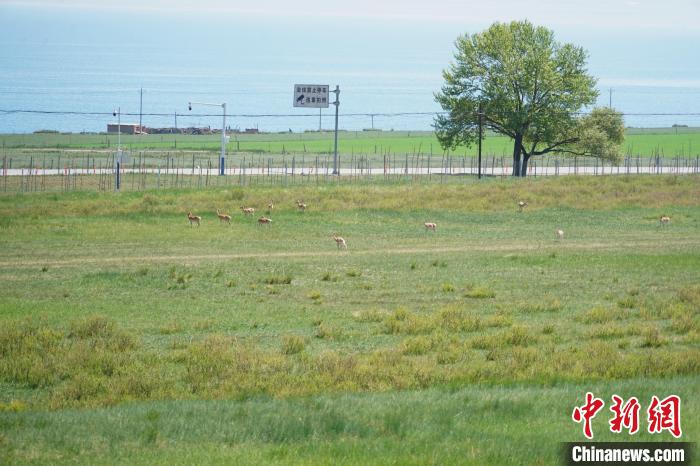 圖為成群普氏原羚在草場上愜意覓食，悠閑自在?！●R銘言 攝
