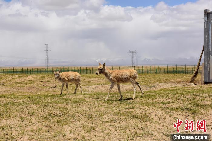 圖為可可西里國家級自然保護區(qū)內(nèi)的藏羚羊。　張虎魁 攝