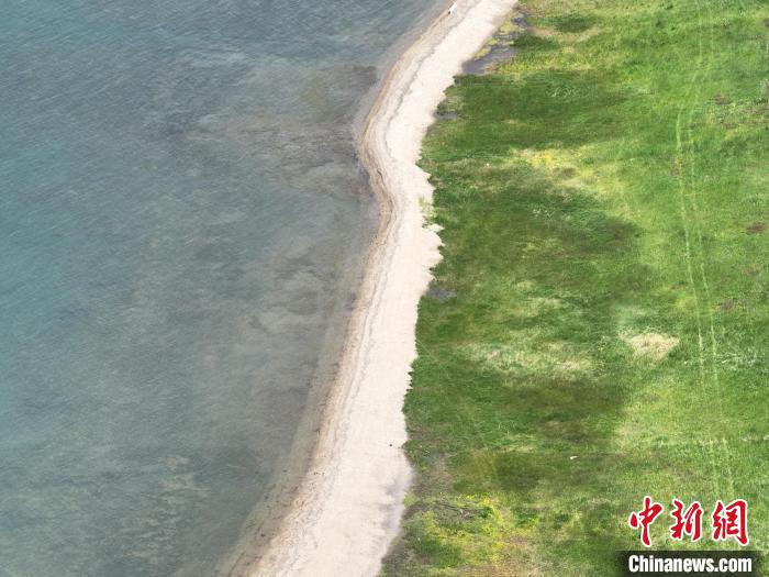 圖為航拍仲夏時(shí)節(jié)，青海湖畔綠茵如毯。　祁增蓓 攝