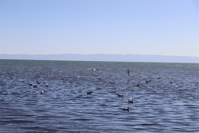 青海湖北岸仙女灣。才旦桑吾攝