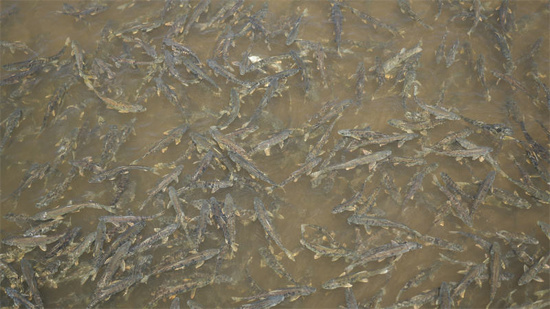 青海湖裸鯉。