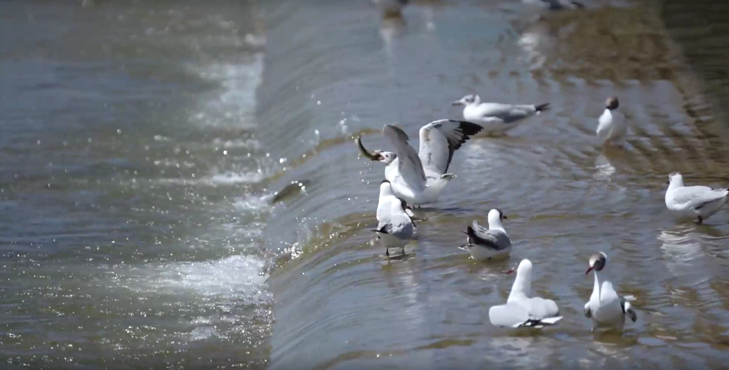 湟魚洄游奇觀。包雷攝