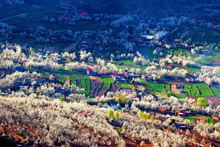 大金川上看梨花，梨云悠悠，滿山遍野潔白一片。金川縣供圖