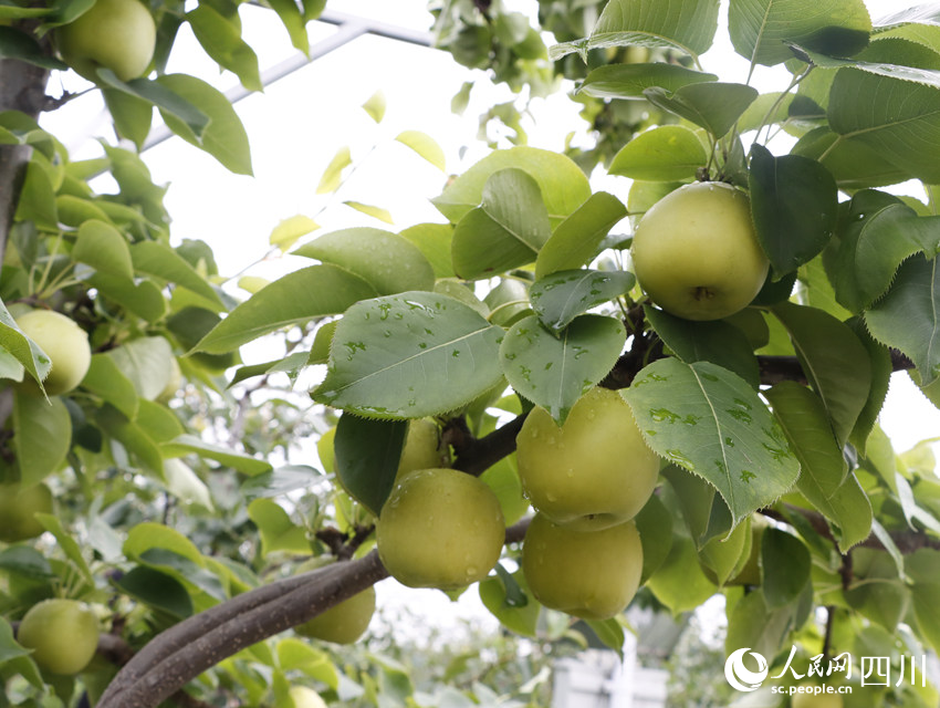 即將上市的雪梨“翠冠”。勾璇攝