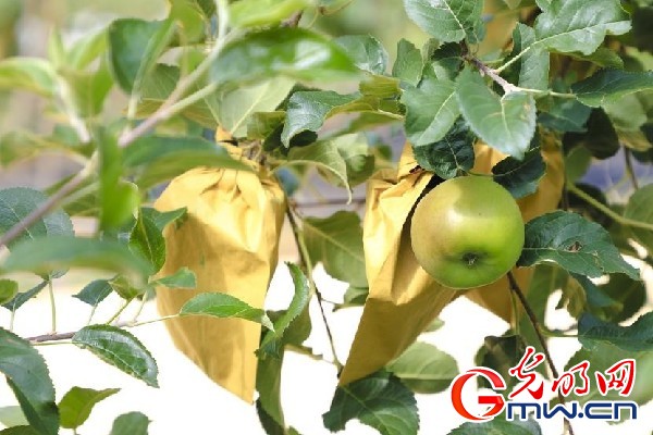 我們的家園｜小蘋果帶動大產(chǎn)業(yè)，帶你看看這座阿壩州小村的鄉(xiāng)村振興新模式