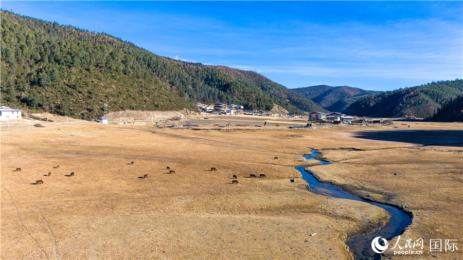 香格里拉國家公園內(nèi)的高山草甸。人民網(wǎng)記者 虎遵會攝