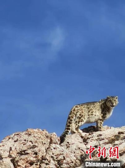 雪豹“巡山”！黃河源頭生態(tài)管護(hù)員近距離偶遇雪豹