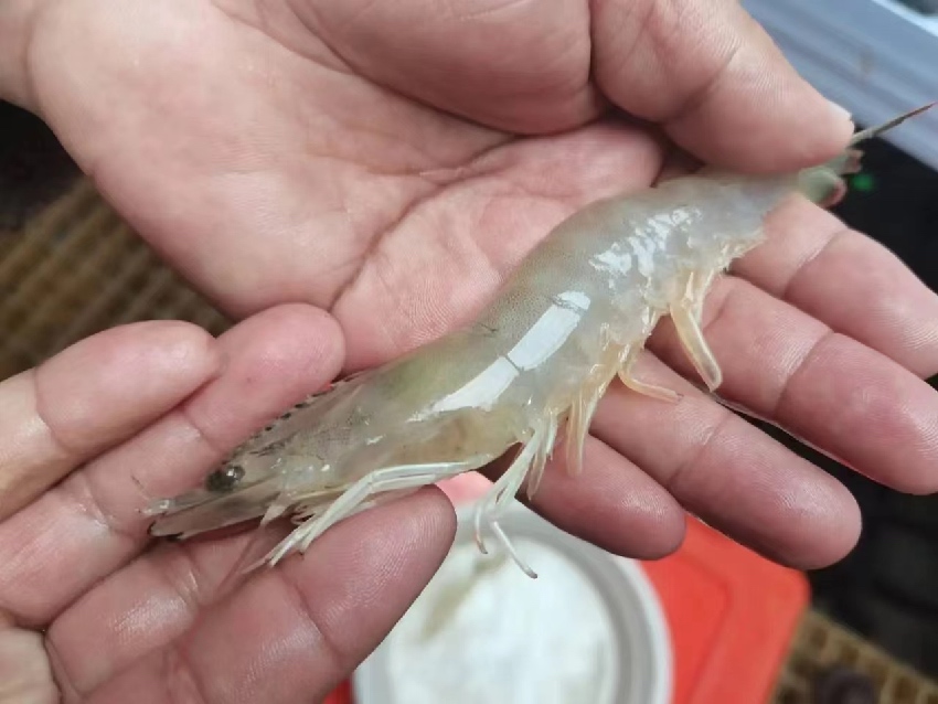 康定市魚(yú)通鎮(zhèn)趕羊村培育成功的蝦。受訪者供圖