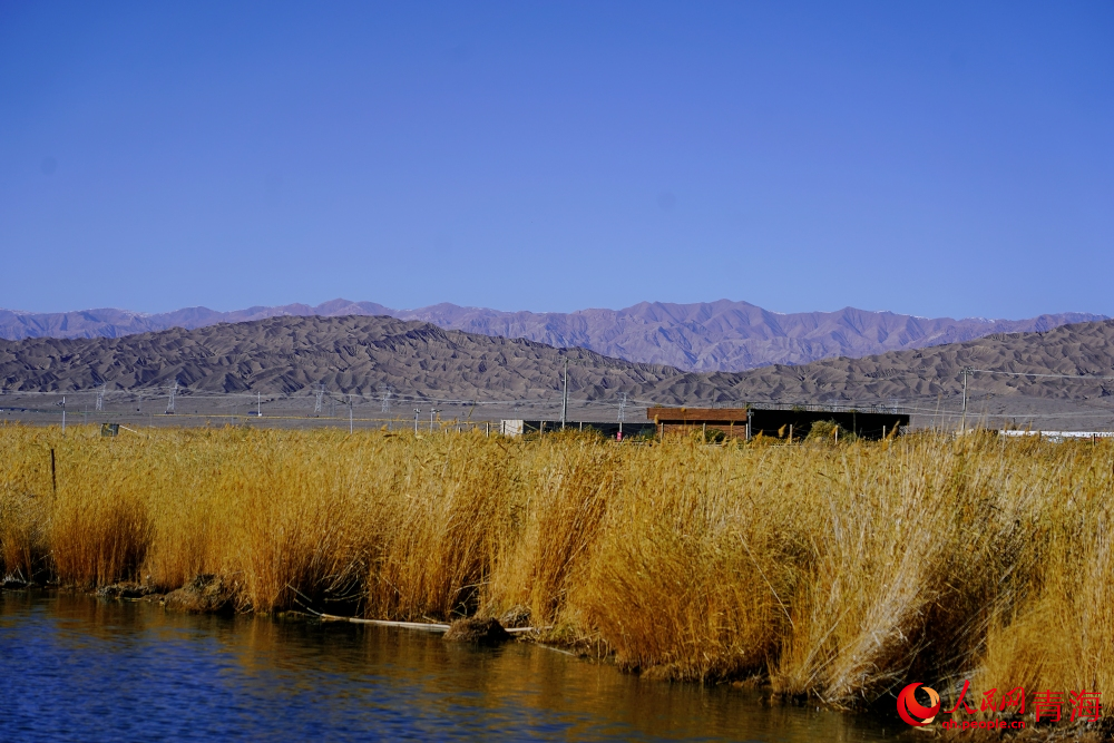 可魯克湖蘆葦蕩漾。人民網(wǎng) 陳明菊攝