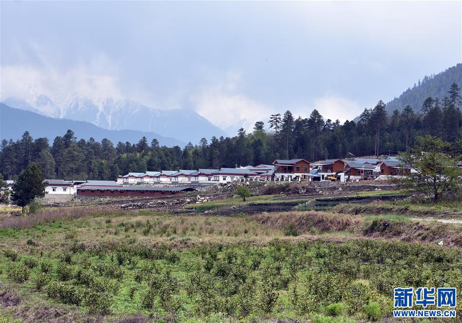 (脫貧攻堅(jiān))(1)西藏察隅首批春茶開(kāi)采