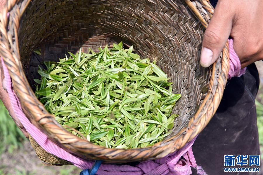 (脫貧攻堅(jiān))(7)西藏察隅首批春茶開(kāi)采