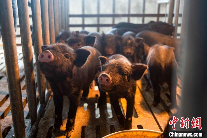 西藏林芝藏豬產(chǎn)業(yè)走上標(biāo)準(zhǔn)化、產(chǎn)業(yè)化之路