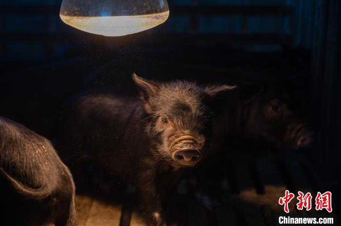 圖為藏豬被稱為“高原之珍”，以口感佳、營(yíng)養(yǎng)價(jià)值高而聞名。　何蓬磊 攝