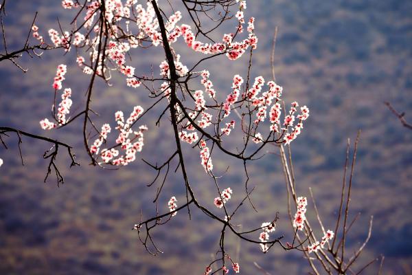 世外桃源！一組圖告訴你，西藏林芝桃花能有多美