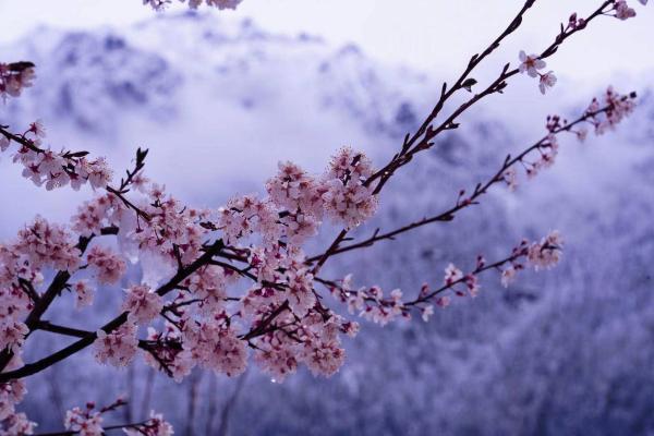 世外桃源！一組圖告訴你，西藏林芝桃花能有多美