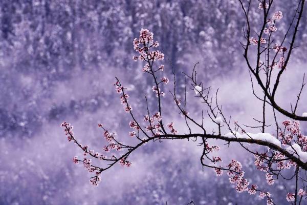 世外桃源！一組圖告訴你，西藏林芝桃花能有多美
