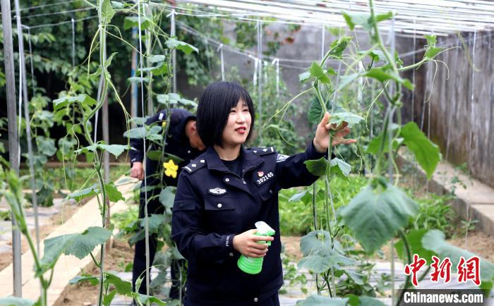 圖為李冬雪在溫室大棚里勞作?！∥鞑爻鋈刖尺叿罊z查總站供圖