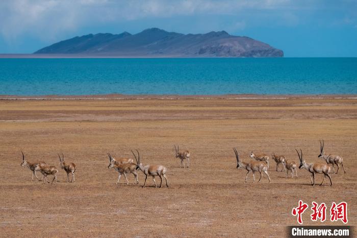 圖為西藏第一大湖色林錯湖畔的藏羚羊群休閑覓食?！〗w波 攝