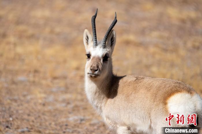圖為西藏藏原羚，藏原羚是青藏高原特有種，也被稱為西藏黃羊?！〗w波 攝