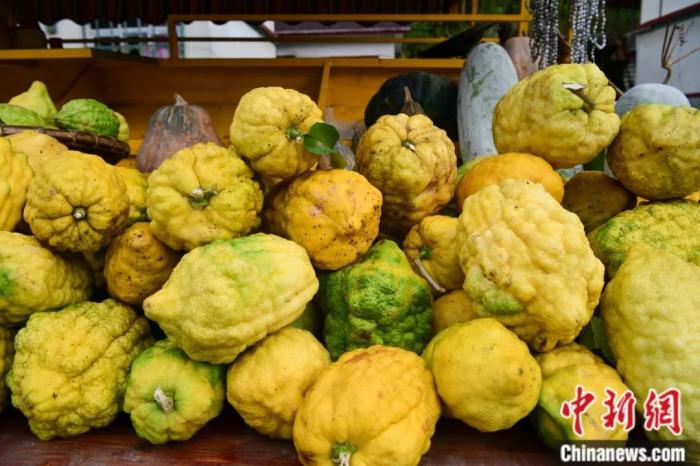 墨脫大檸檬，學(xué)名香櫞，和檸檬均為蕓香科植物。(<a target='_blank' href='/'><p  align=