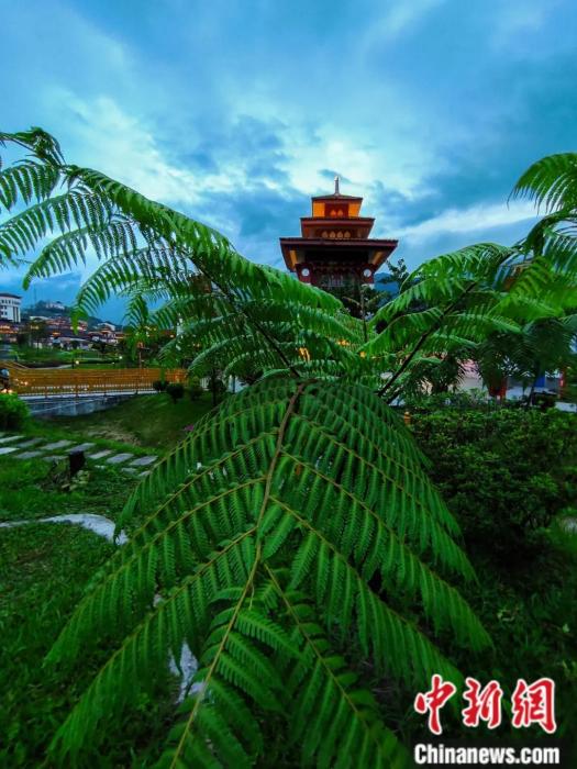 墨脫縣城公園里的桫欏。