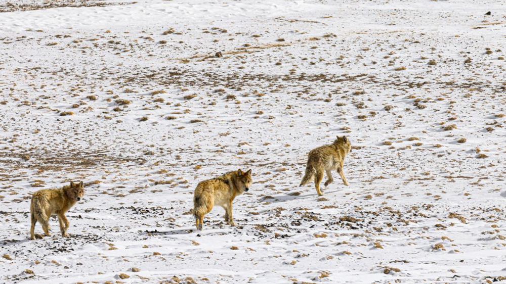 狼。金阿次仁攝