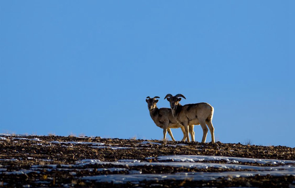 盤羊。金阿次仁攝