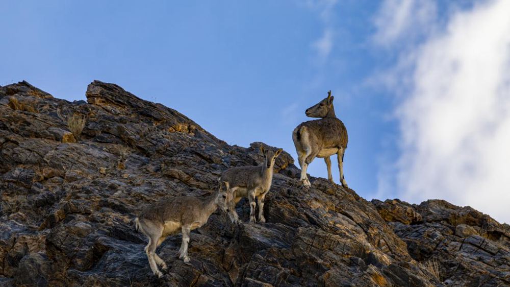 巖羊。金阿次仁攝