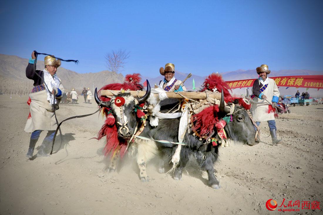 在過去漫長(zhǎng)的歲月里，牦牛是農(nóng)耕的主力，“二牛抬杠”代表了一個(gè)時(shí)代。人民網(wǎng) 次仁羅布攝