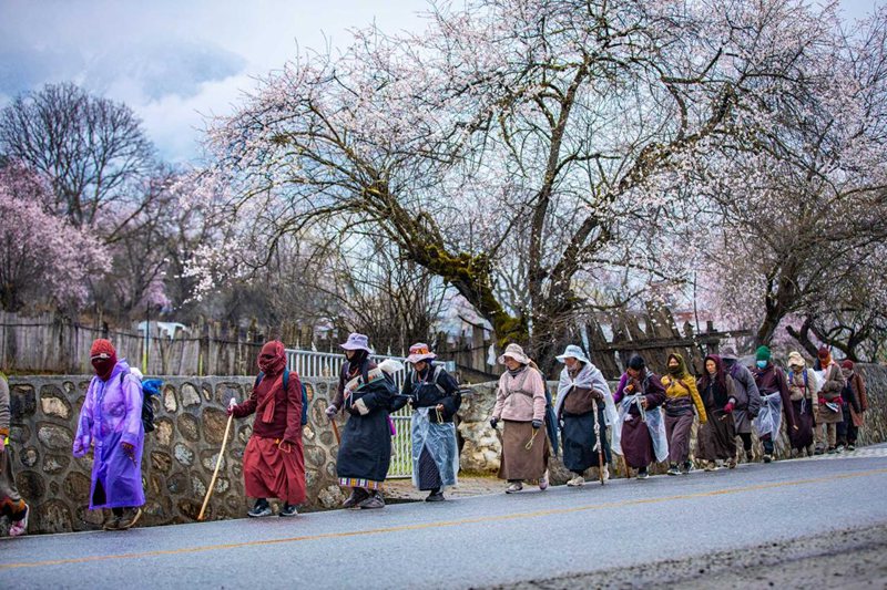 下雨了，漫步在桃花下的村民。張靜攝