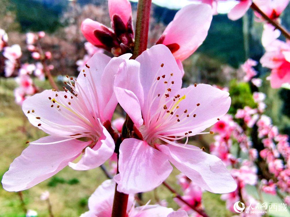 林芝桃花開。人民網(wǎng) 李海霞攝