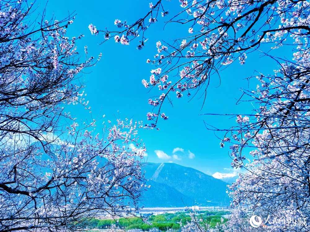 桃花在藍天白云的映襯下分外好看。人民網(wǎng) 李海霞攝