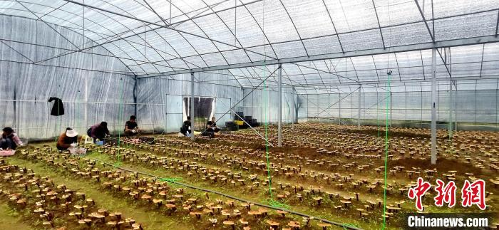 圖為紅太陽科技示范家庭農場組織民眾采收靈芝?！∑酱胪喙﹫D