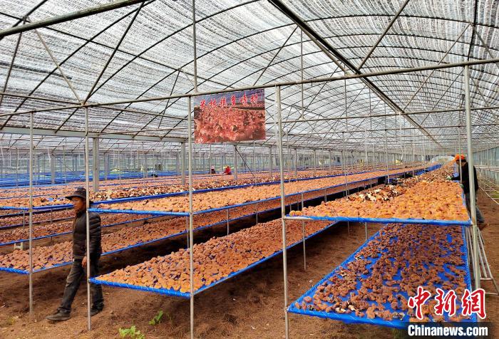 圖為紅太陽科技示范家庭農場采收的靈芝?！∑酱胪喙﹫D