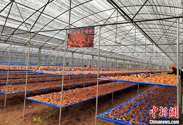 圖為紅太陽科技示范家庭農場采收的靈芝。　平措旺青供圖