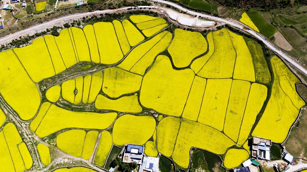 西藏墨竹工卡縣油菜農(nóng)田。