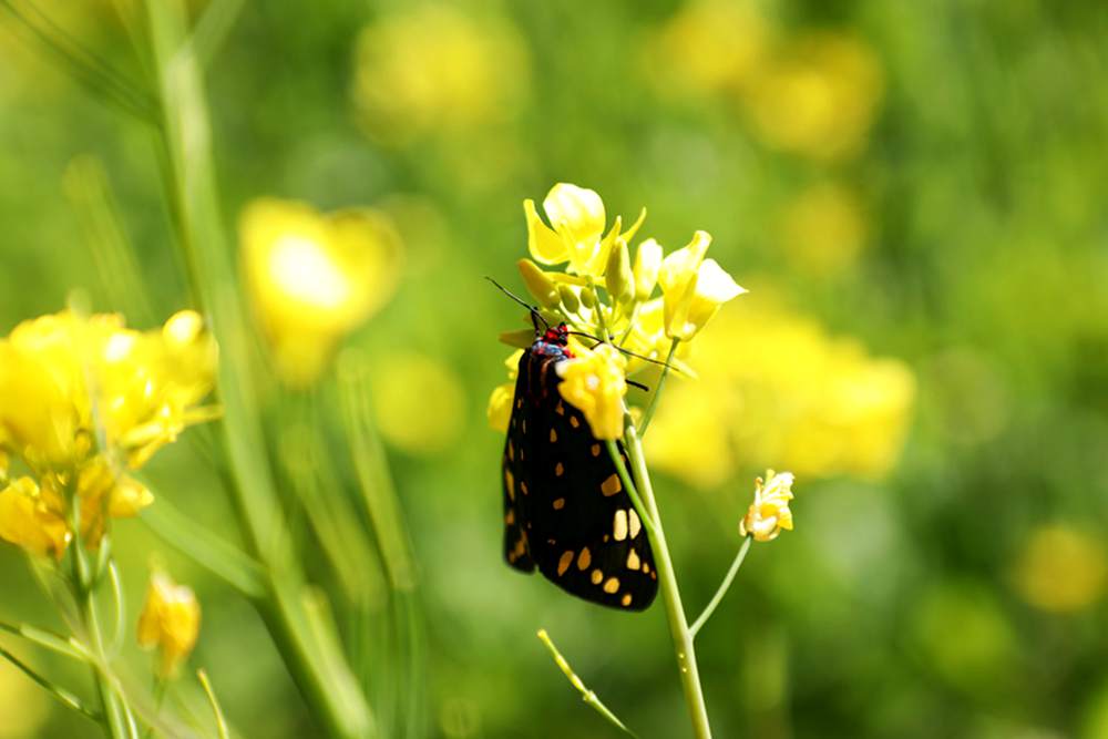 一只蝴蝶停留在油菜花上。