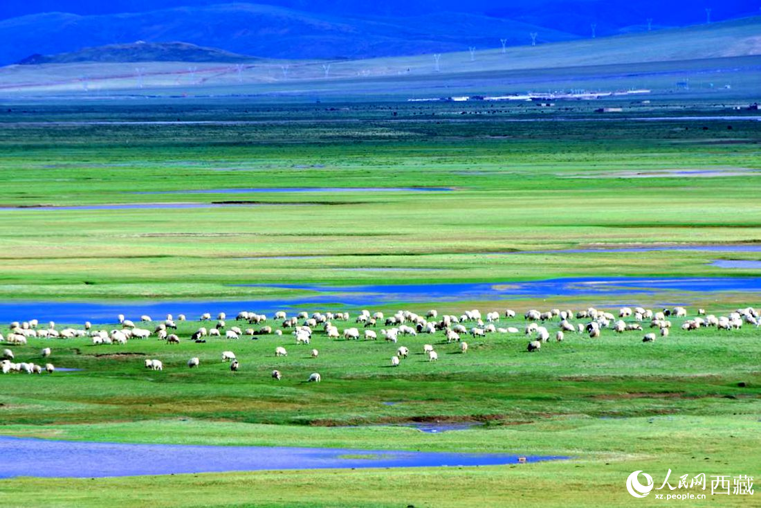 水草豐美的草原，牛羊悠閑覓食。人民網(wǎng) 李海霞攝