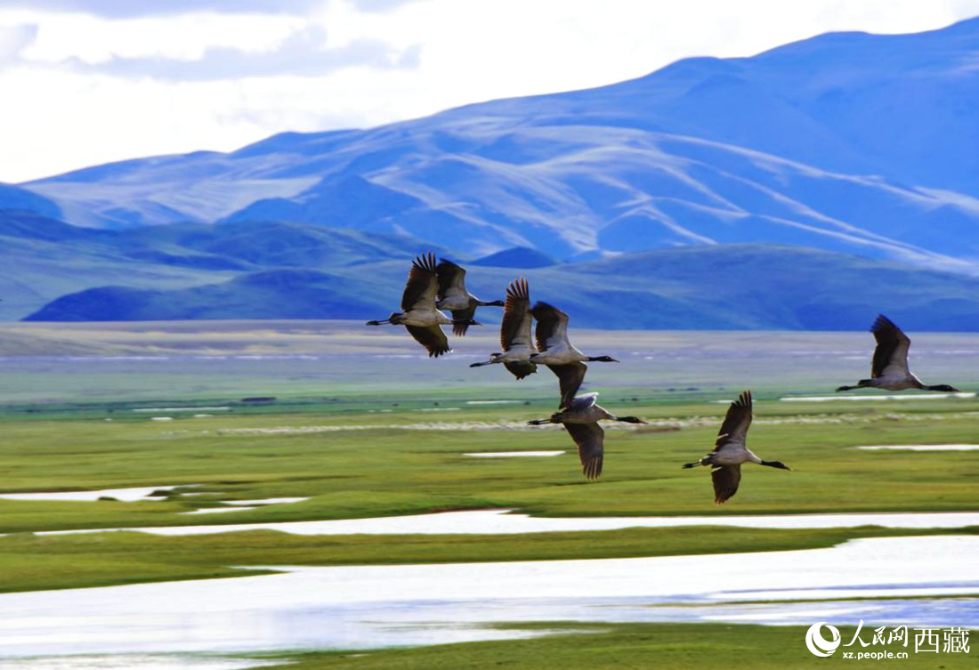 黑頸鶴在草原起舞。人民網(wǎng) 李海霞攝