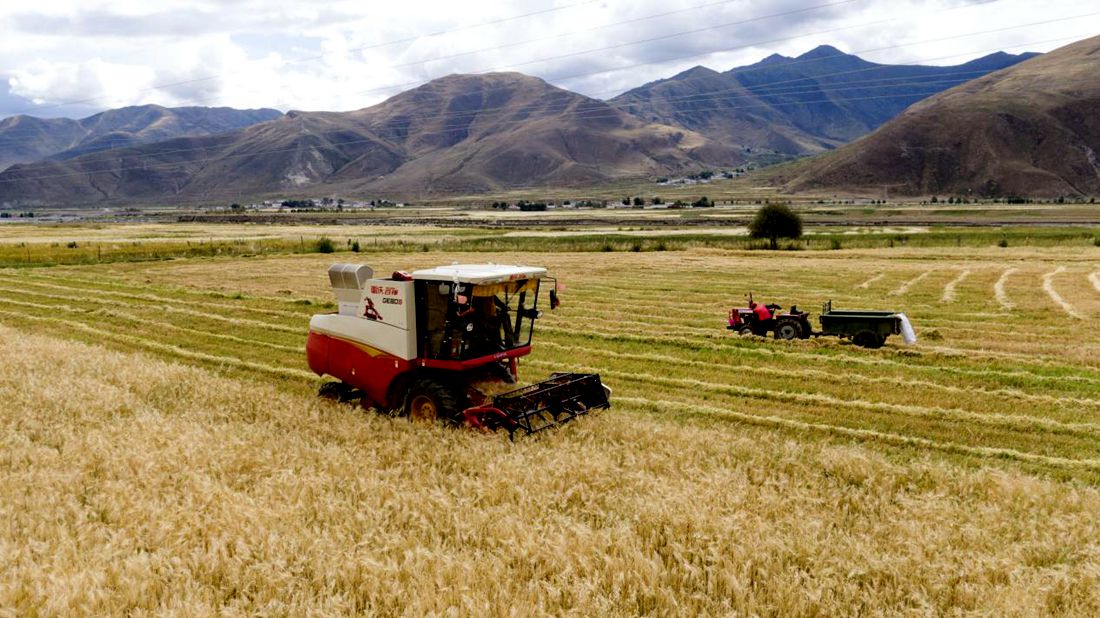 抗疫情、保秋收。洛克攝